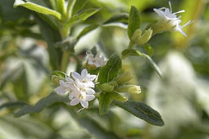 Stevia als suiker vervanger